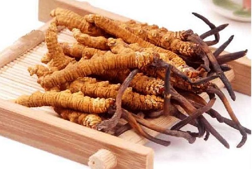 Đông trùng hạ thảo nguyên con