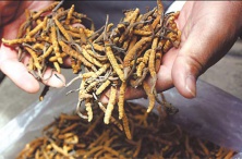 Thuốc đông trùng hạ thảo chữa bệnh gì ?