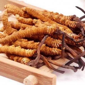 Đông trùng hạ thảo nguyên con